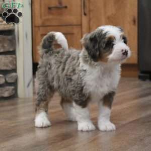 Ren, Mini Bernedoodle Puppy